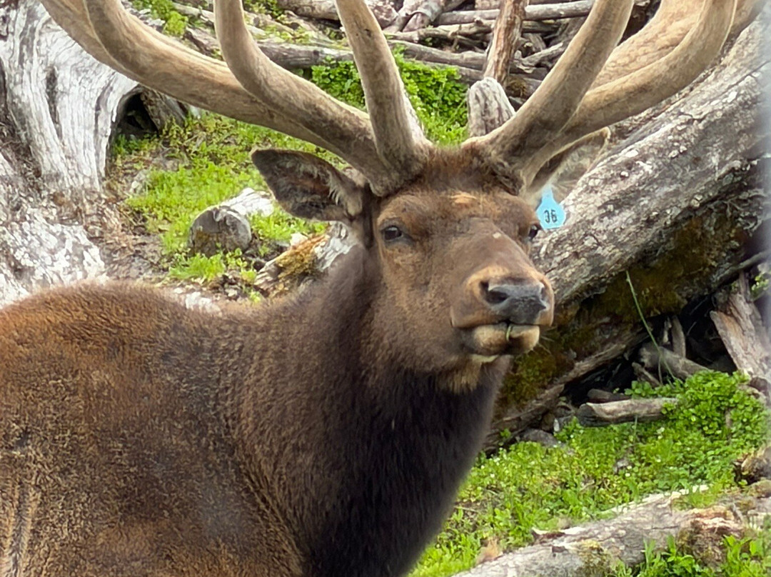 Alaska Wildlife Conservation Center-戈德伍德必去景点