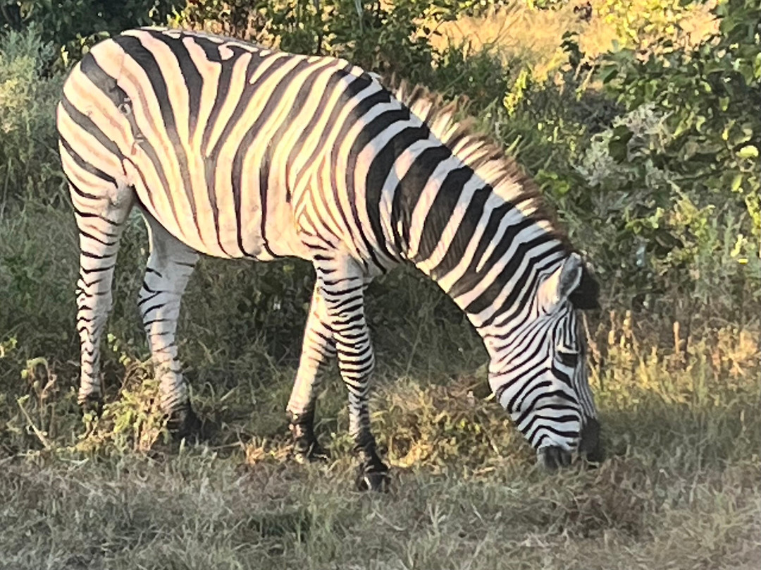 Moremi Wildlife Reserve-莫雷米野生动物保护区必去景点