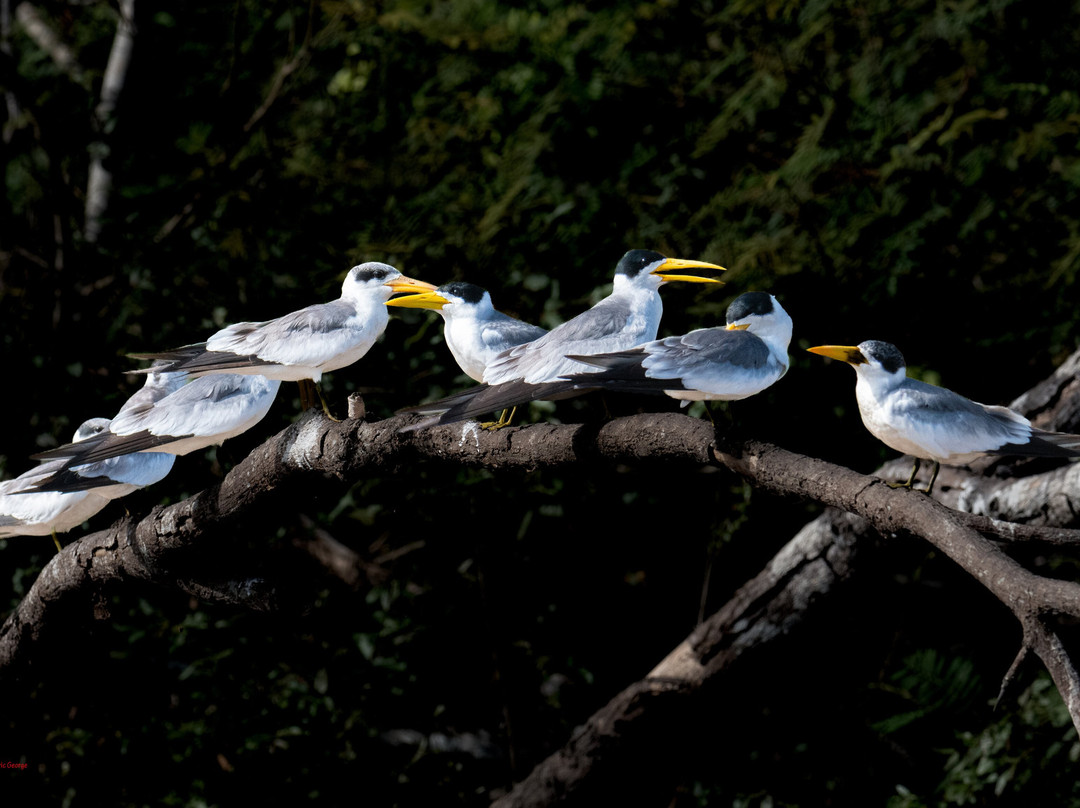 Pantanal Jaguar Safaris-Chapada dos Guimaraes必去景点