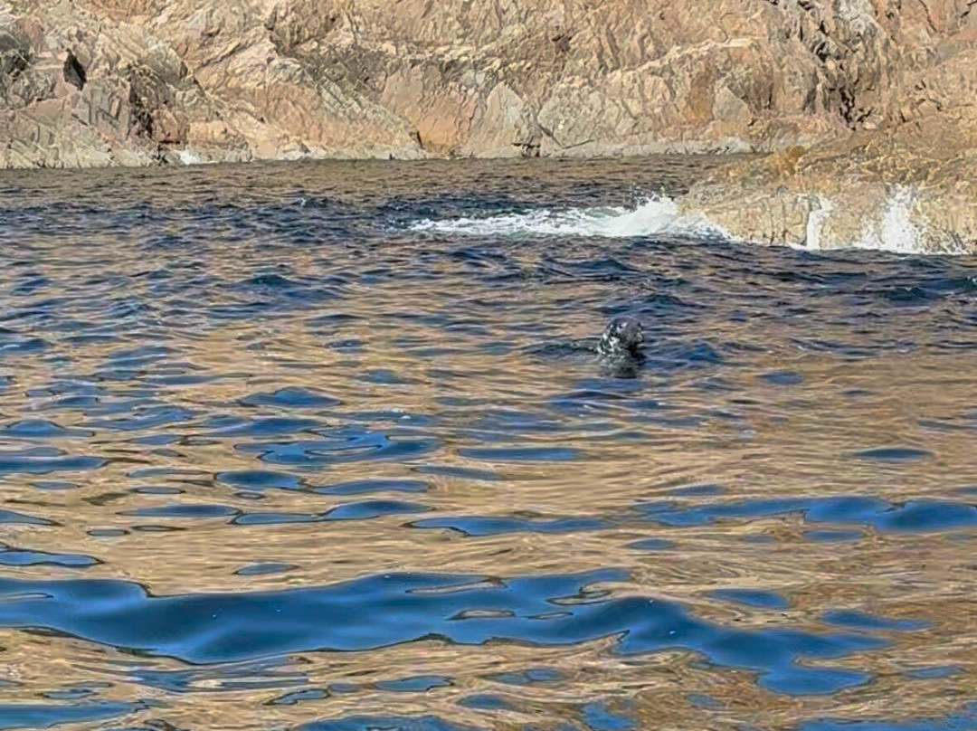 Capt. Mark's Whale and Seal Cruise-Pleasant Bay必去景点