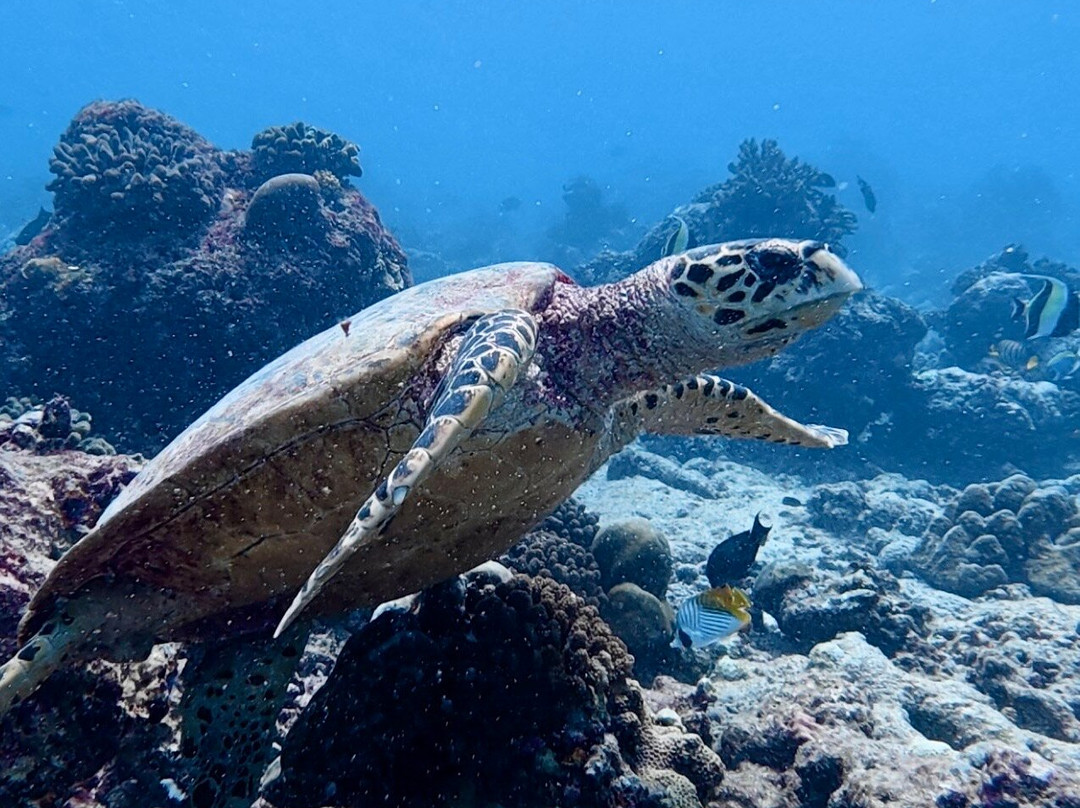 Euro-Divers Club Med Kani-卡尼翡诺岛必去景点