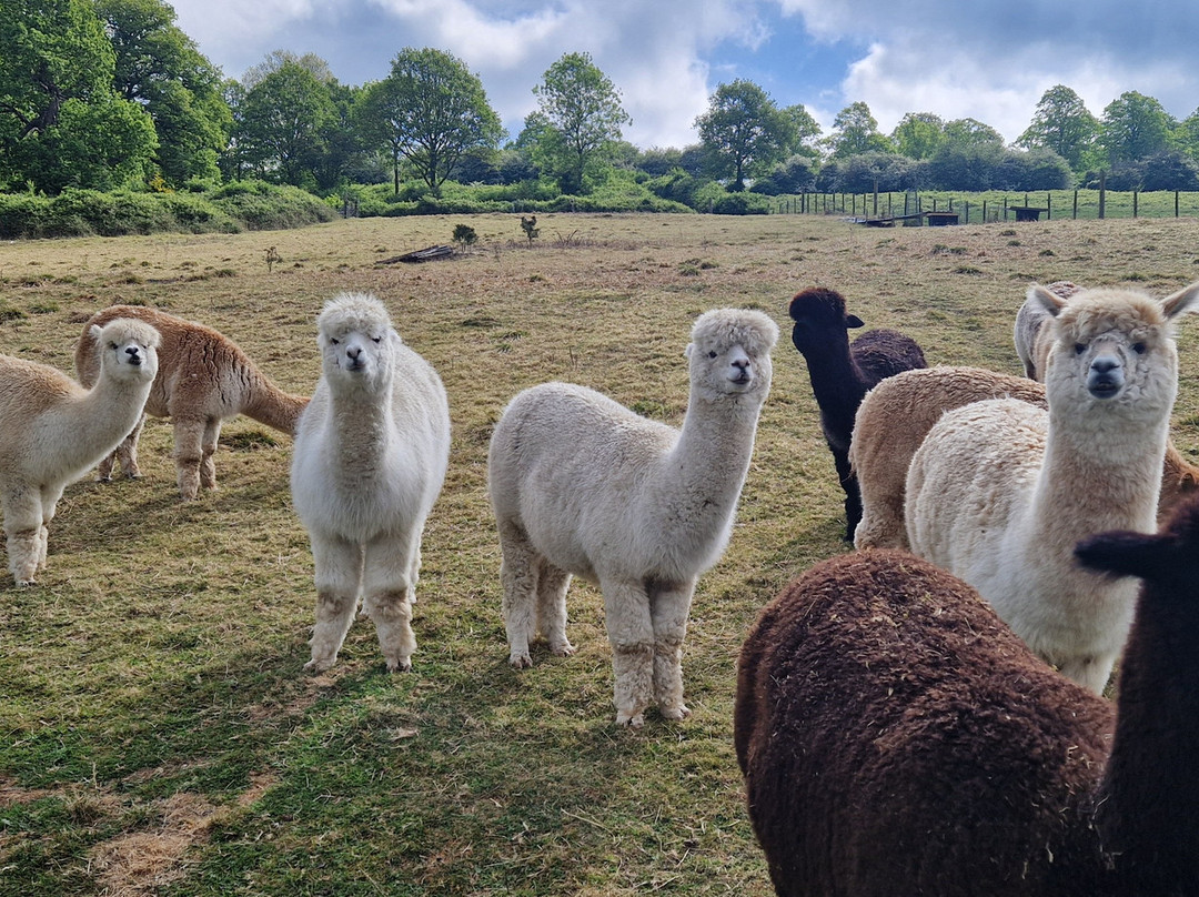 London Alpacas-Epping必去景点
