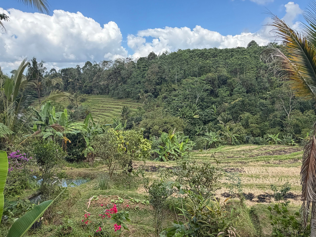 Kubu Terrace Jatiluwih Official-Jatiluwih必去景点