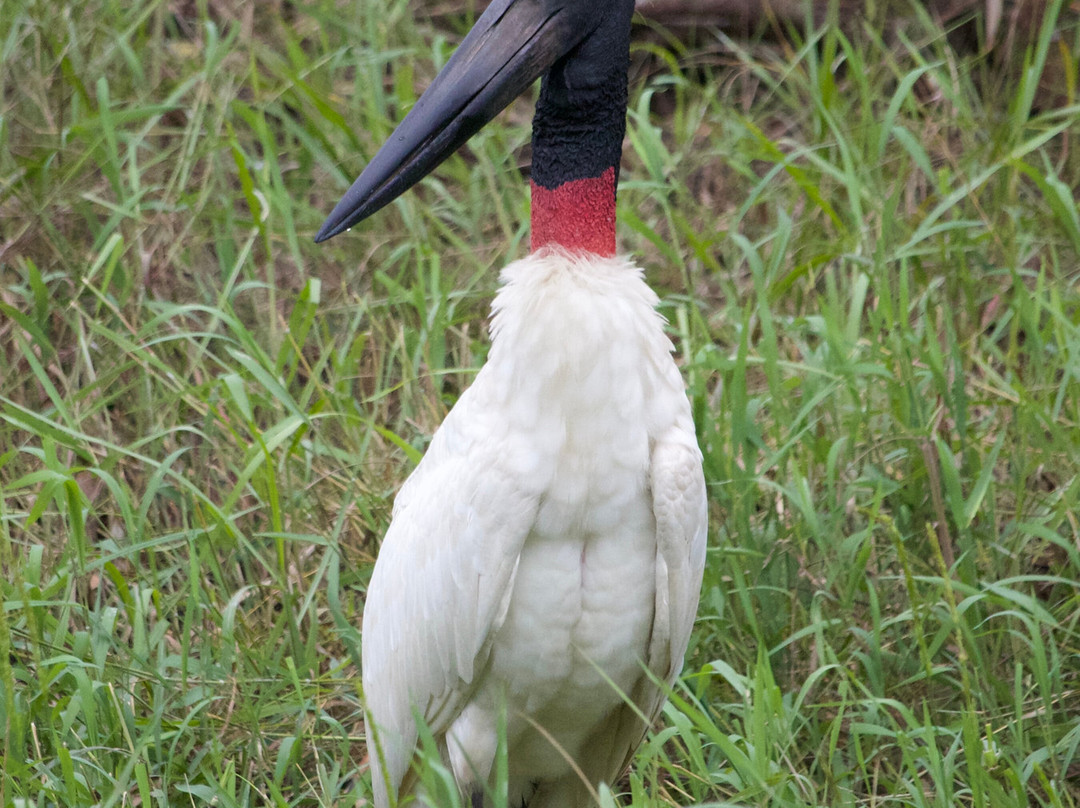 Olsen Photo Tours - Wildlife Experiences-Porto Jofre必去景点