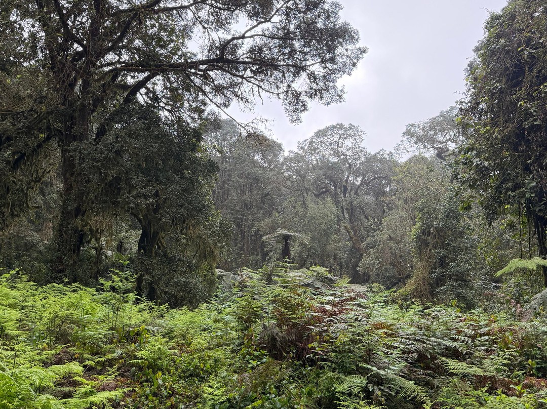Climbing Kilimanjaro-Machame必去景点