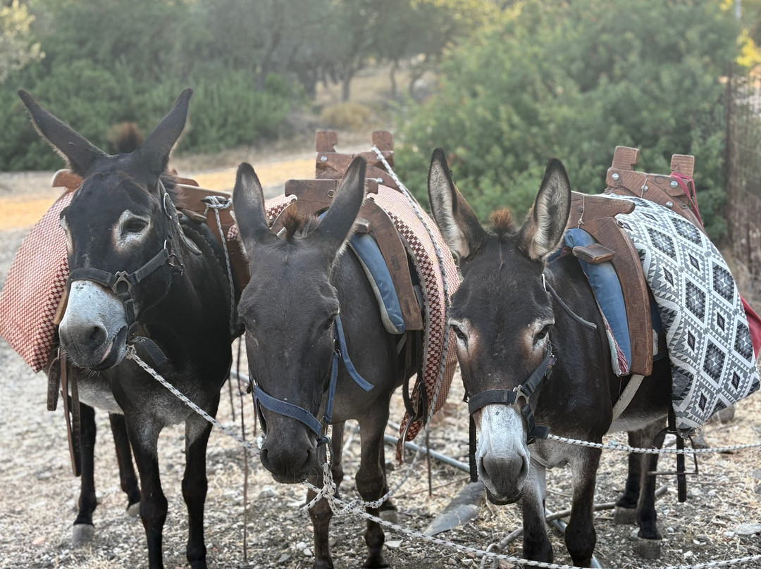 Donkey Cruise-Asklipiio必去景点