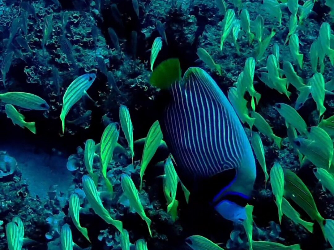 Octopus Diving Centre-Pereybere必去景点