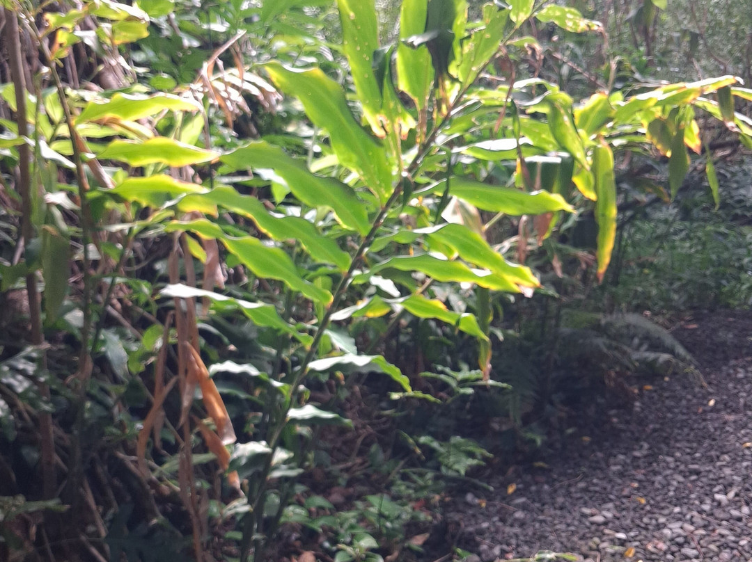 Jardin des Parfums et des Epices-Saint-Philippe必去景点