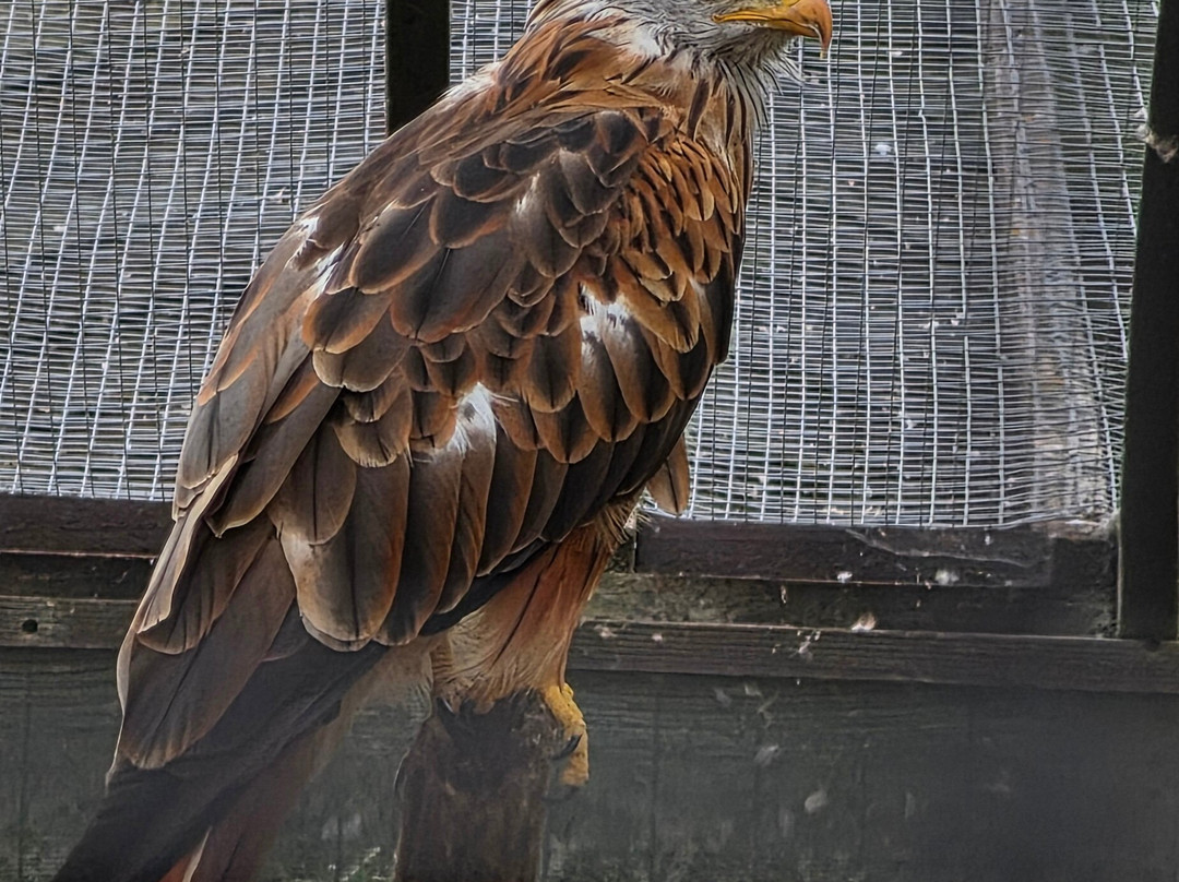 Tiggywinkles Wildlife Hospital Visitor's Centre-Haddenham必去景点