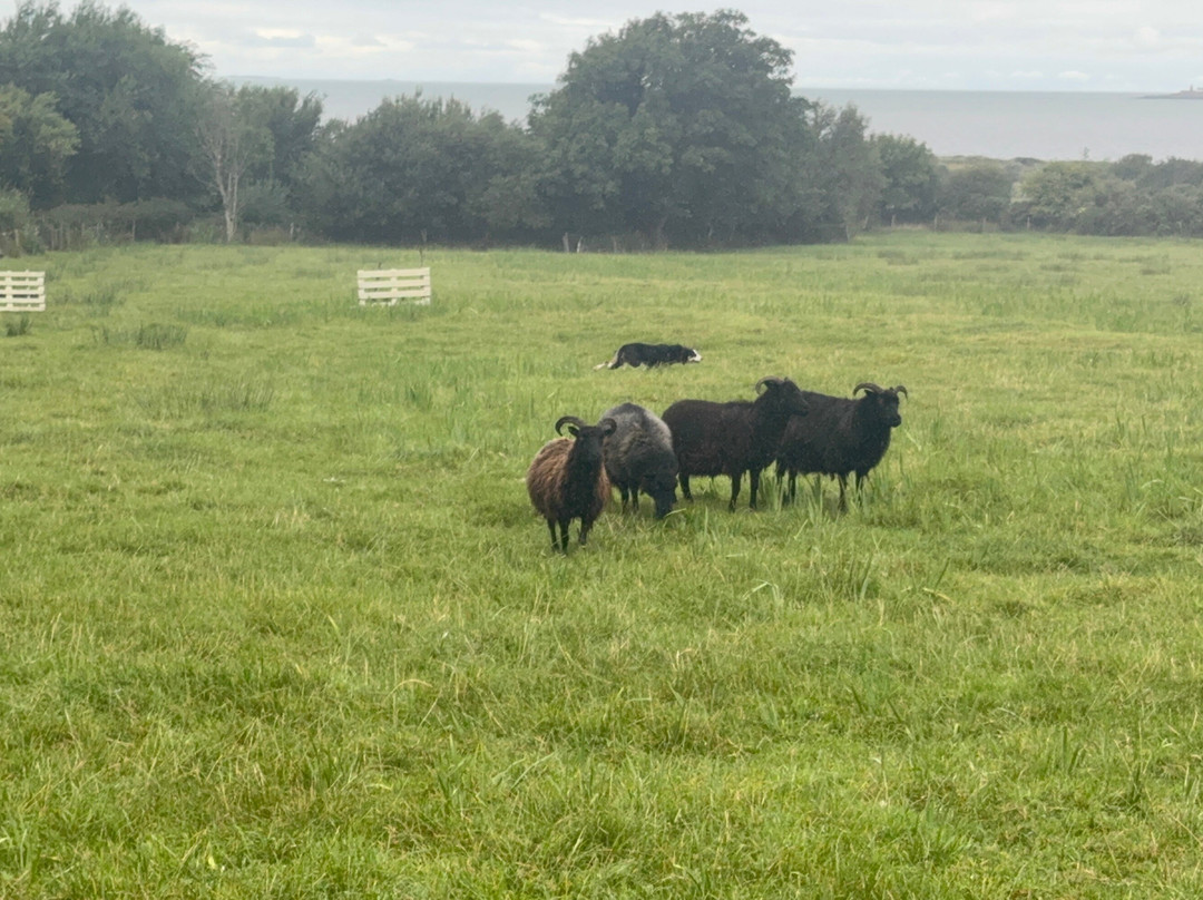 West Kerry Sheep Dog Demonstrations-凯里郡必去景点