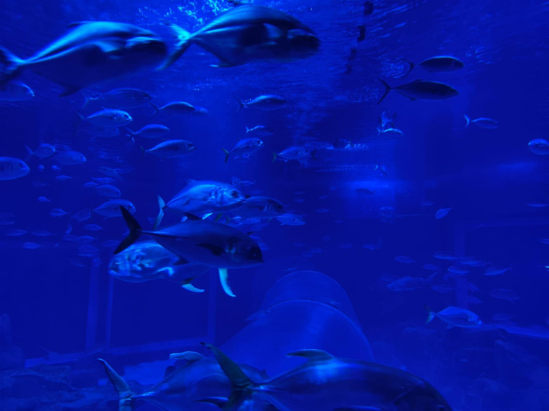 AquaRio-里约热内卢必去景点