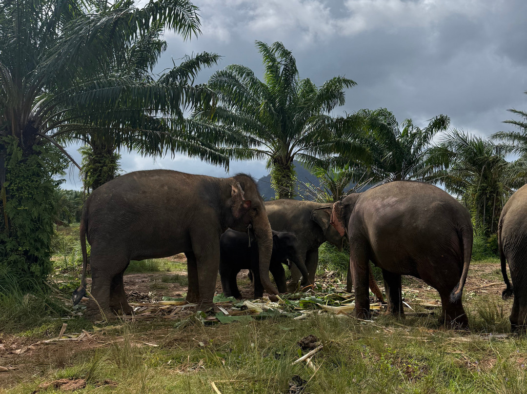 Following Giants - Krabi-Khlong Hin必去景点