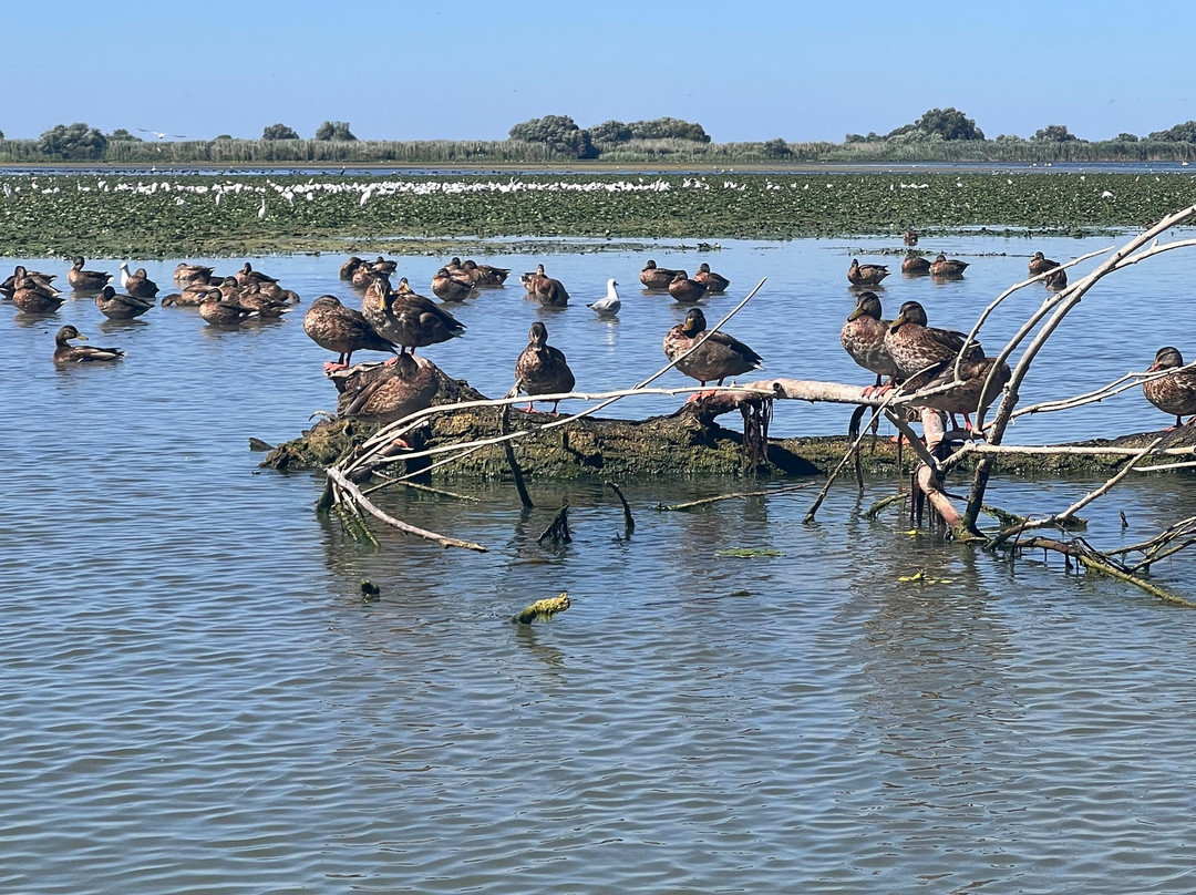 Tours in Delta with John-Crisan必去景点
