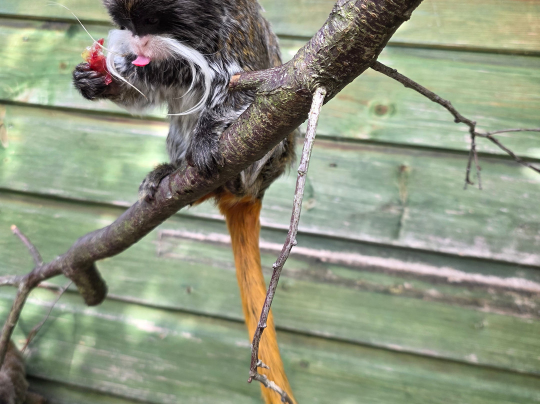 Camperdown Wildlife Centre-敦提必去景点