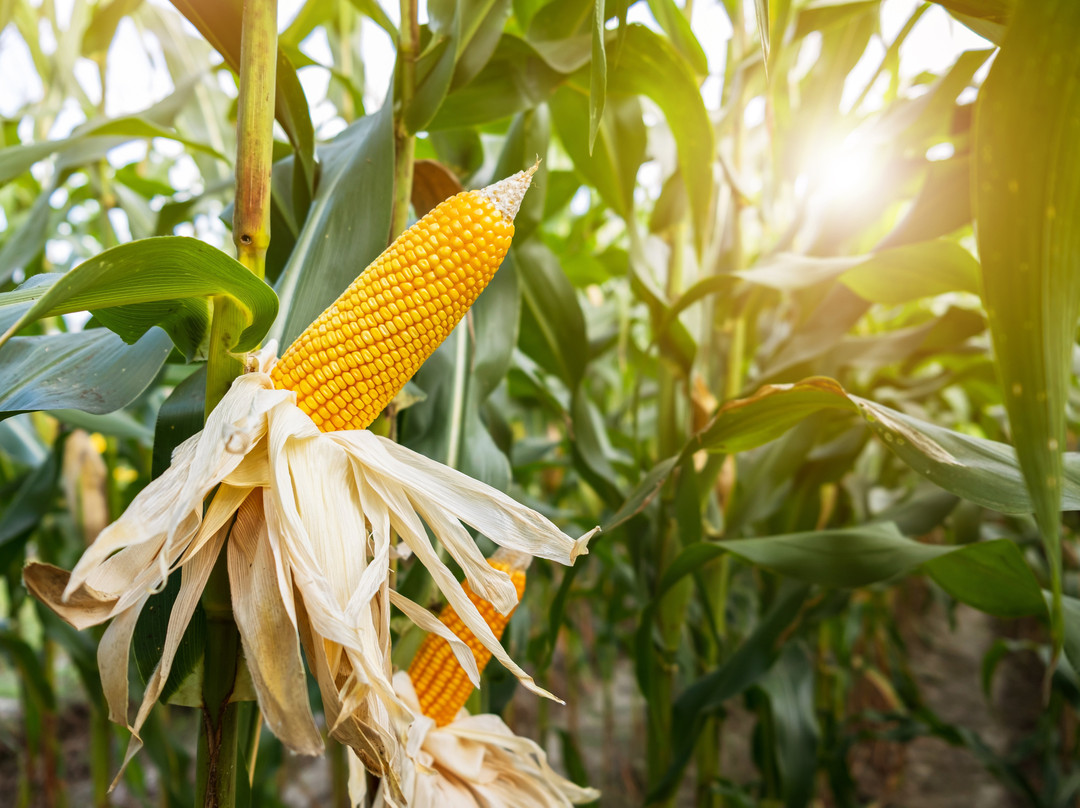Ellijay Corn Maze-Ellijay必去景点