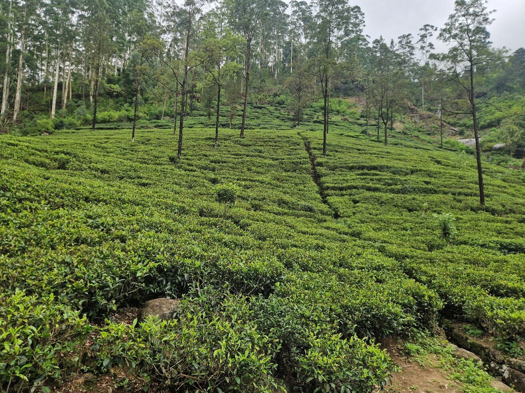 Pekoe Lanka Tours-康提必去景点