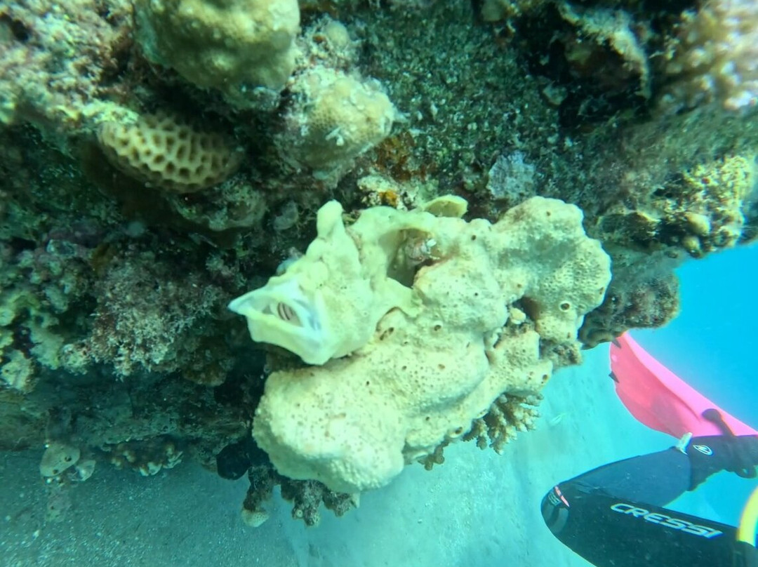 iDive Diving Centre-马卡迪湾必去景点