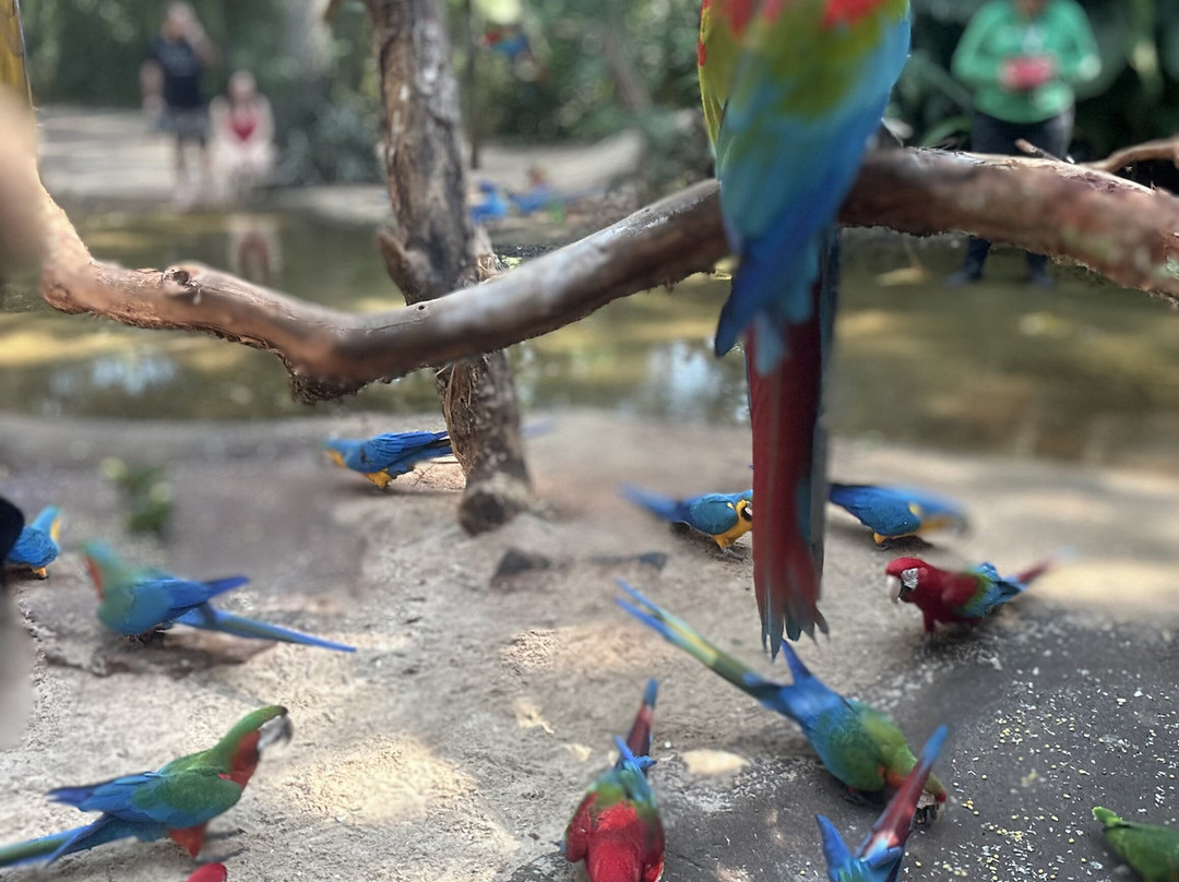 Parque das Aves-伊瓜苏必去景点