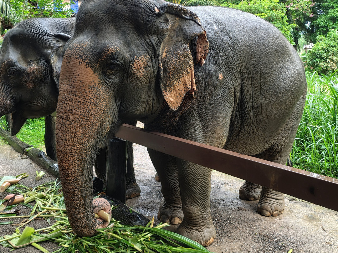 Khao Sok Elephant Sanctuary-拷索国家公园必去景点