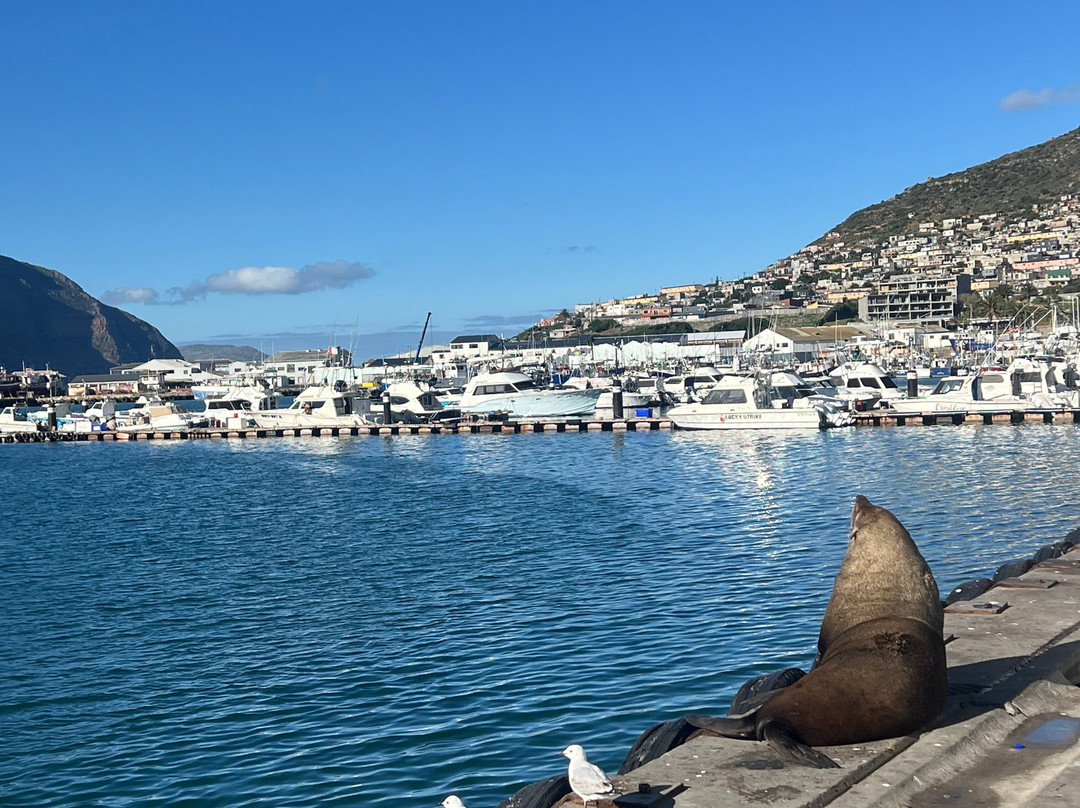 Escape to the Cape Sightseeing Tours-Rondebosch必去景点