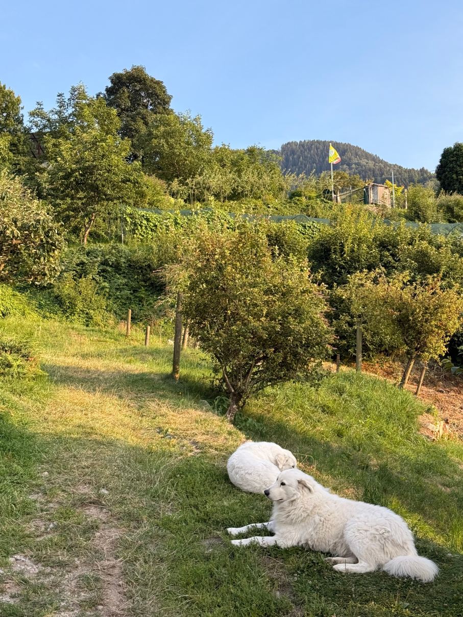 阿尔玛尼奇农庄酒店-旅行者