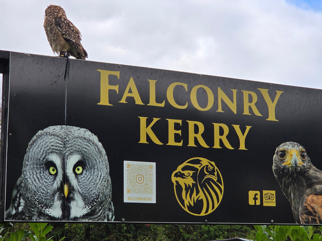 Falconry Kerry-基拉尼必去景点