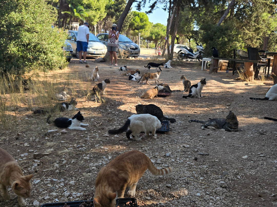 Kallithea Cats-Kallithea必去景点