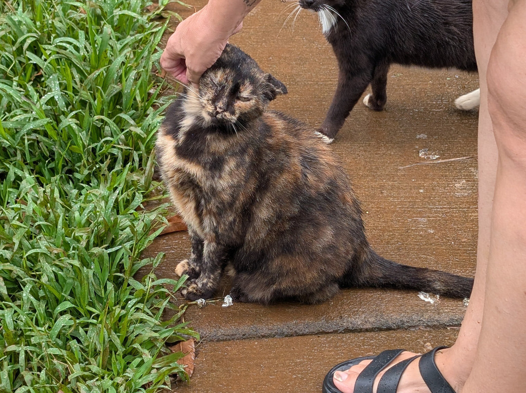 Surf Cat Ranch - Maui Cat Sanctuary-海库必去景点
