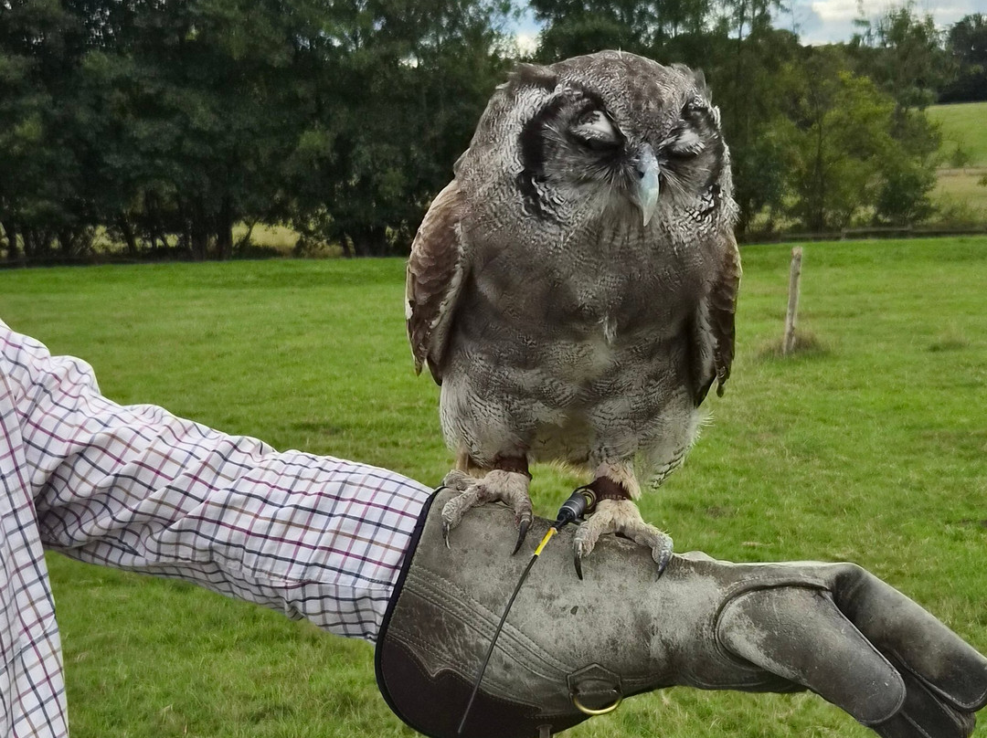 UK Owl And Raptor Centre-Groombridge必去景点