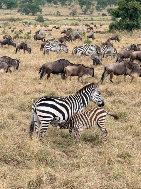 Tanzania Roadside Expeditions-阿鲁沙必去景点
