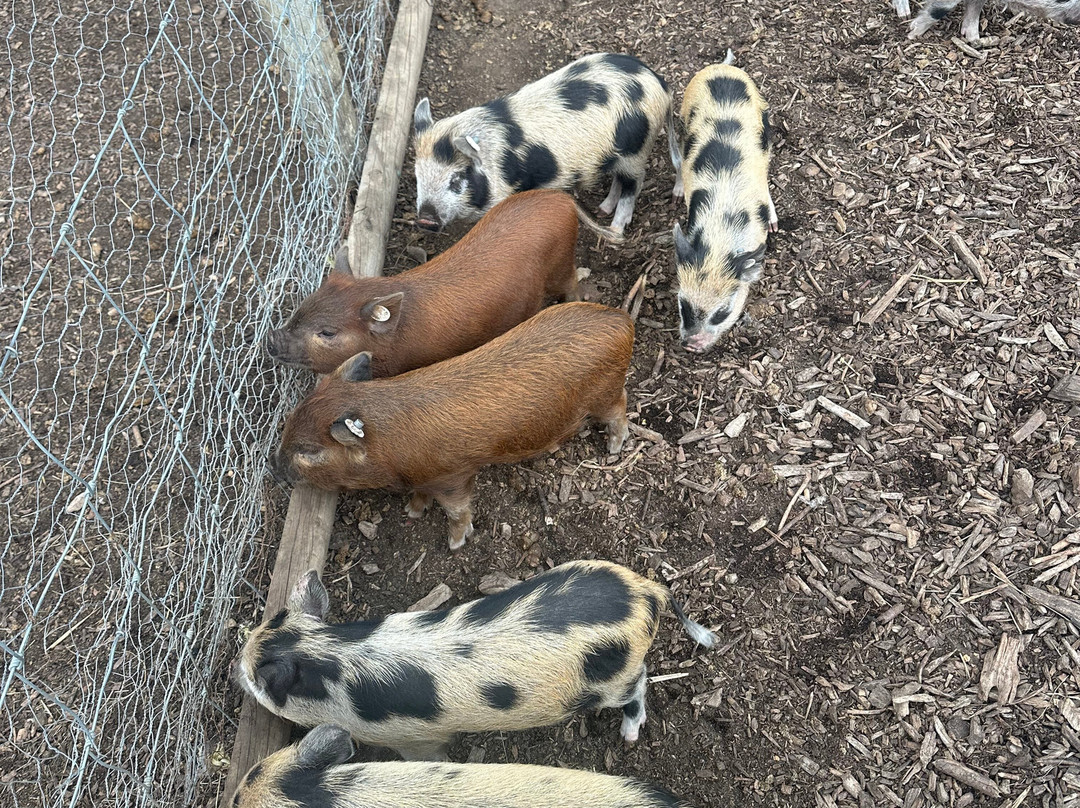 Kew Little Pigs Farm Ltd-Amersham必去景点