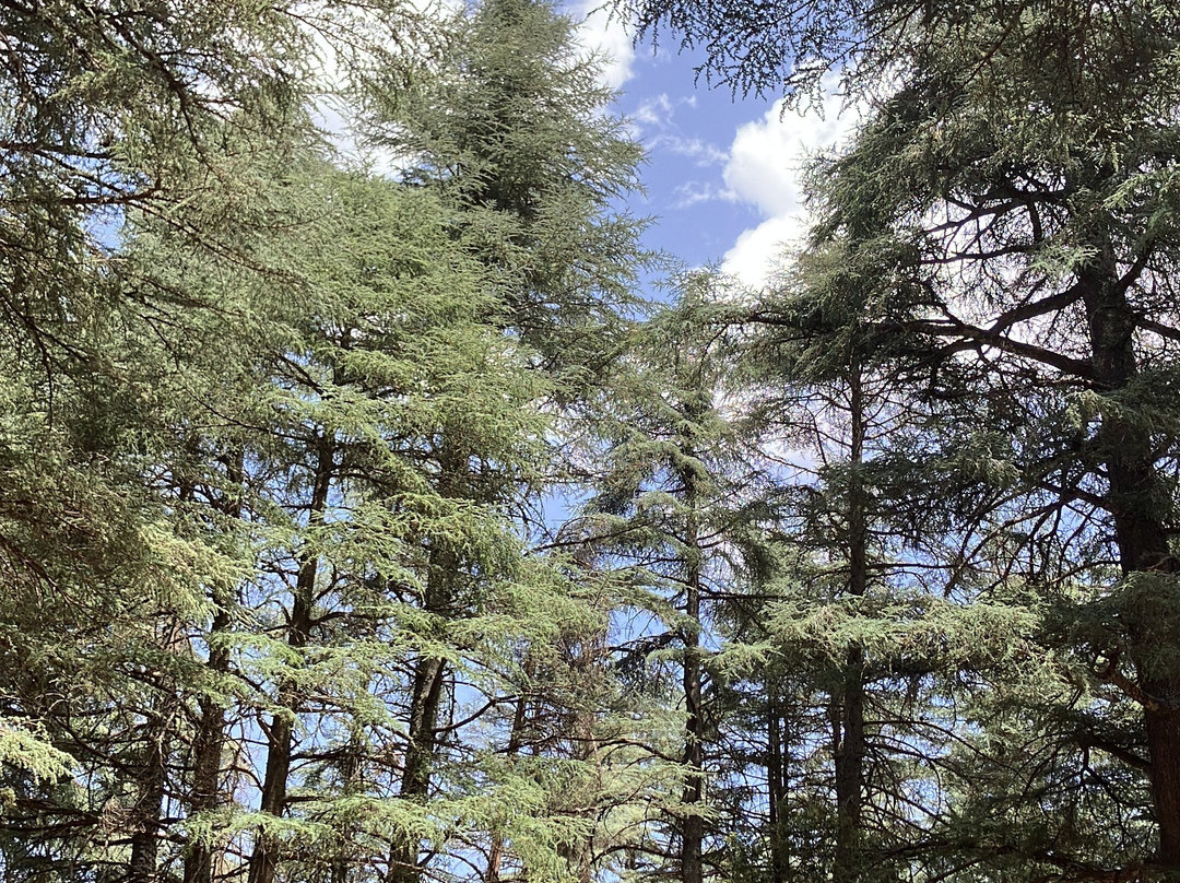 Azrou Cedar Forest-Azrou必去景点