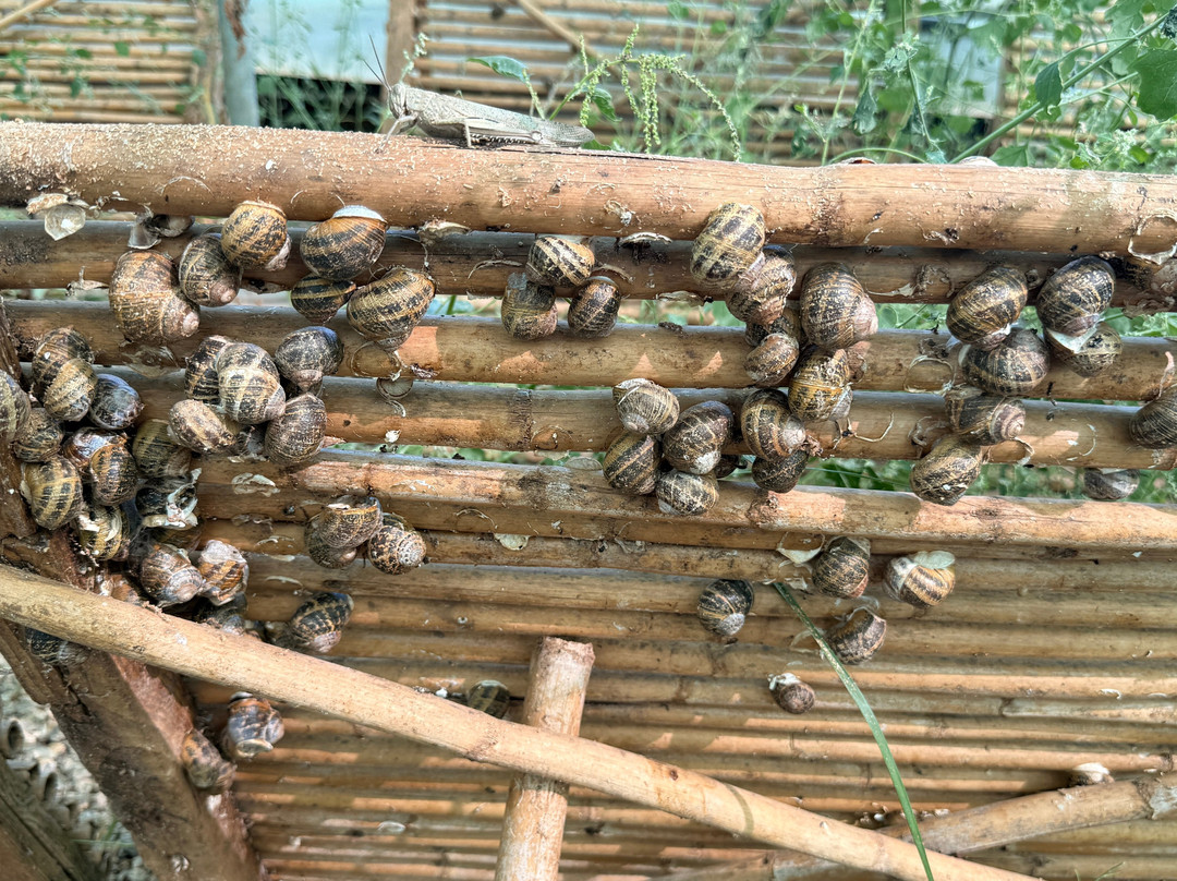 Snail Farm And Fun-Tylissos必去景点