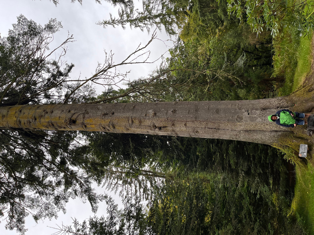 Ardkinglas Woodland Garden-Cairndow必去景点