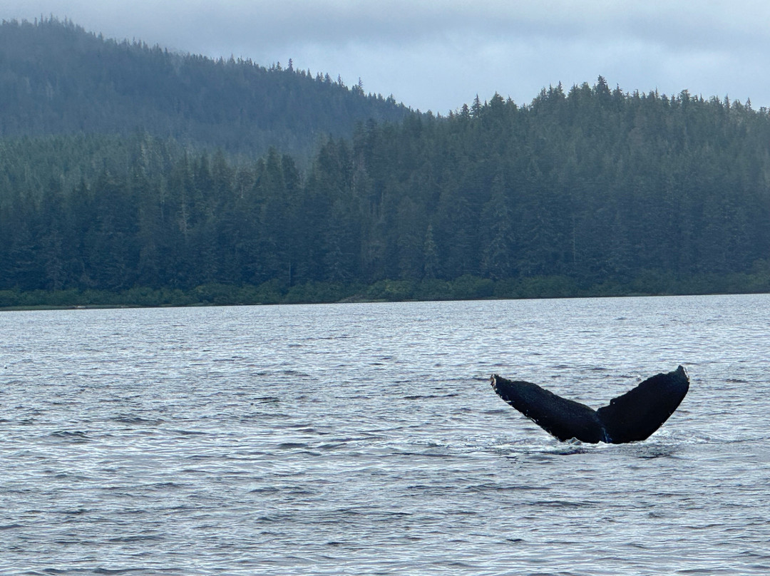 Icy Strait Whale Adventures-胡纳必去景点