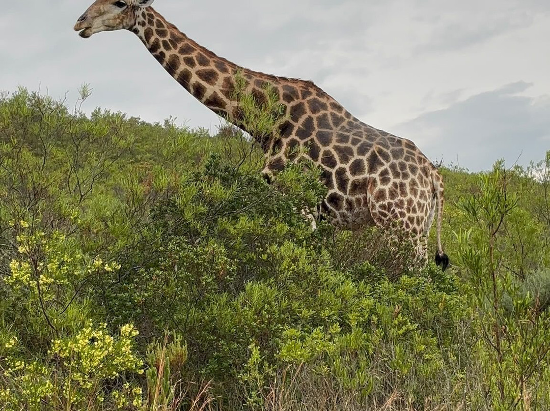 Lush African Safaris-Randpark Ridge必去景点