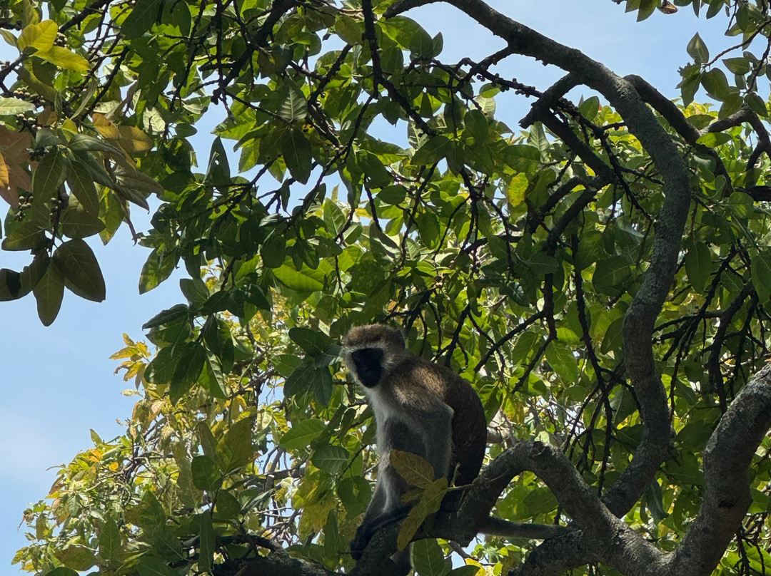 Africa Green Tours-Kibuye必去景点