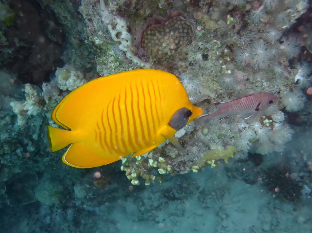 ORCA Dive Club Coral Garden