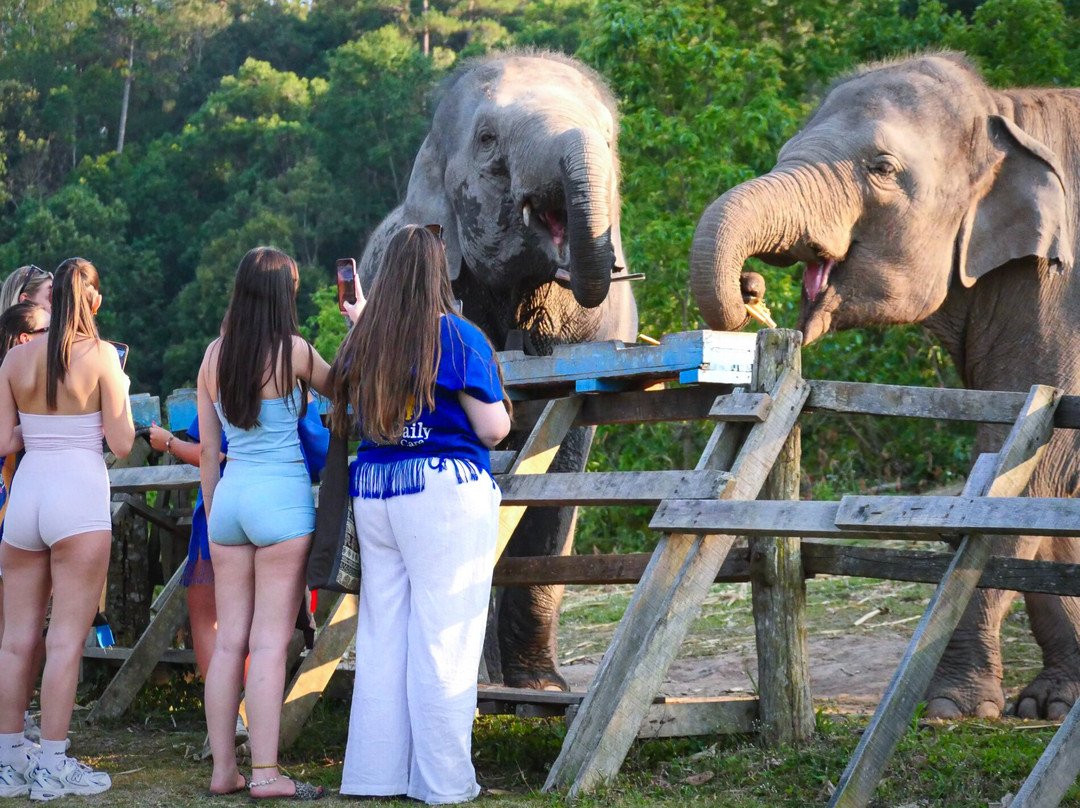 Blue Daily Elephant Care Sanctuary-清迈必去景点