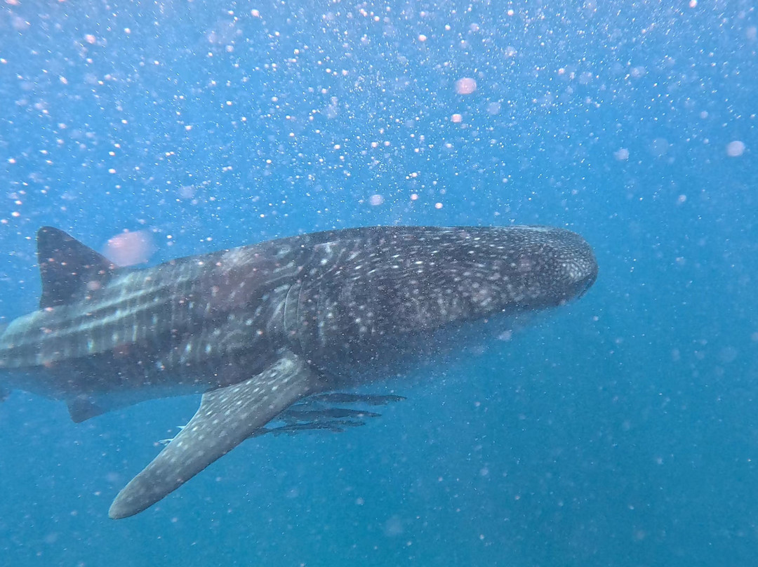 Ningaloo Whaleshark Swim-埃克斯茅斯必去景点