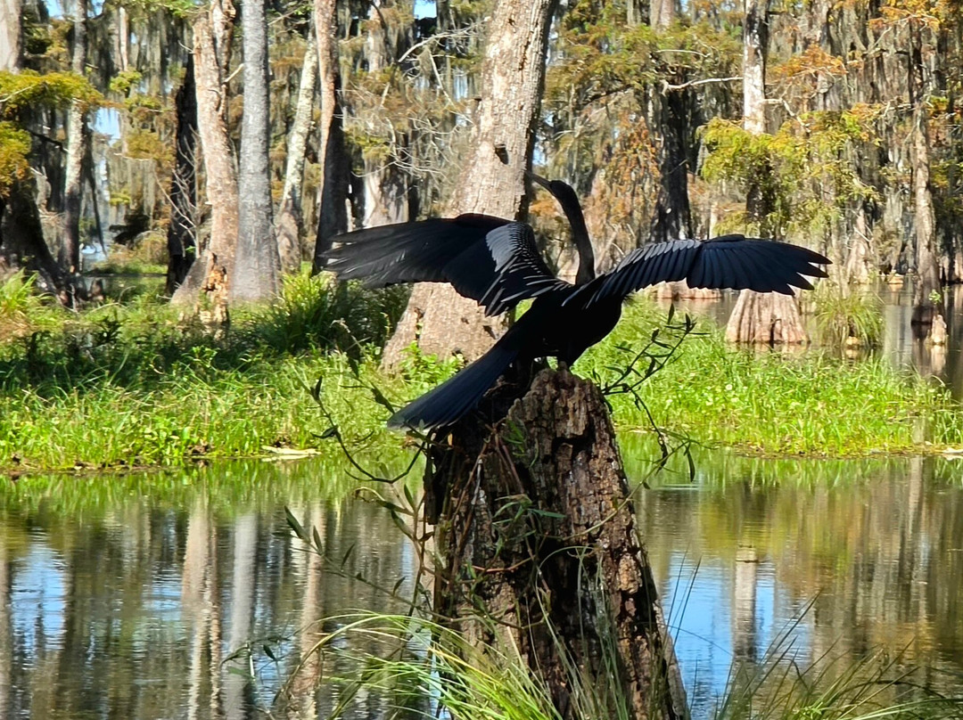 Champagne's Cajun Swamp Tours-布里奥克斯桥必去景点