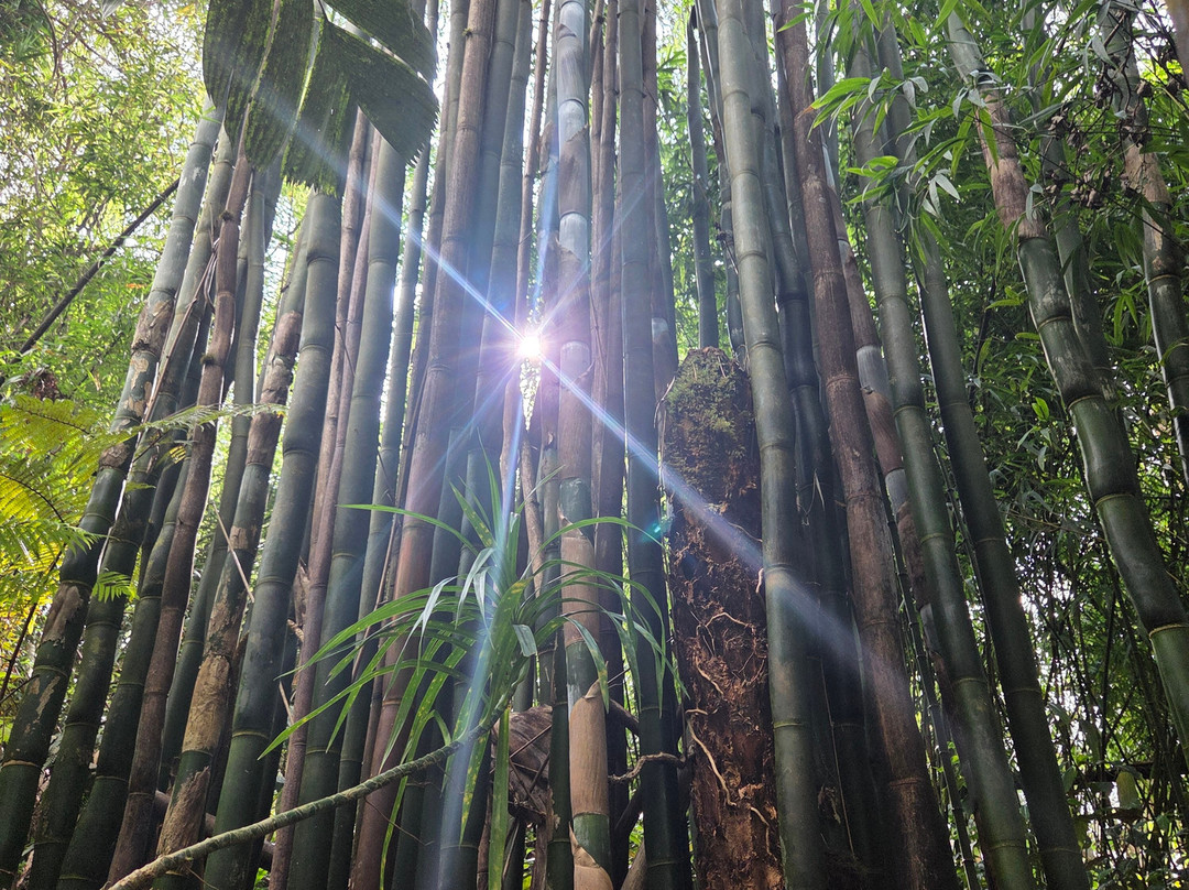 Kona Cloud Forest Sanctuary-凯鲁瓦-柯纳必去景点