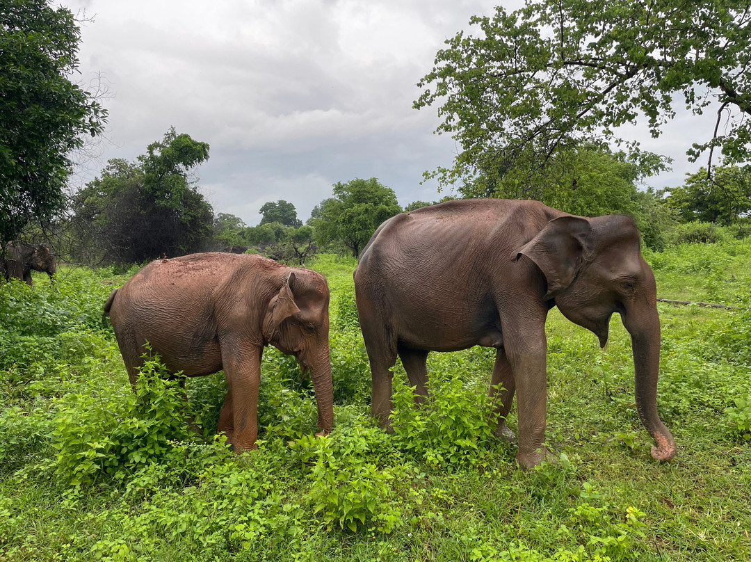 Hashkora Safari Udawalawe-乌达瓦拉瓦必去景点