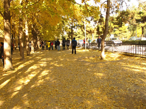 钓鱼台银杏大道-北京市必去景点