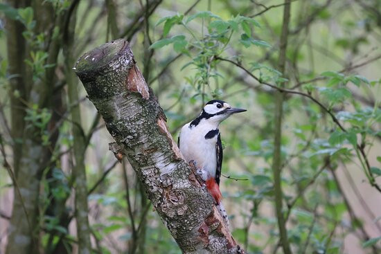 Foulshaw Moss Nature Reserve景点图片