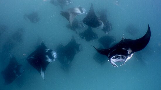 Hanifaru Bay Marine Protected Area-芭环礁必去景点