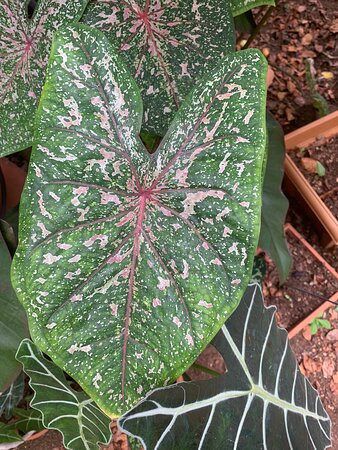 The Bonaire Botanical Garden景点图片