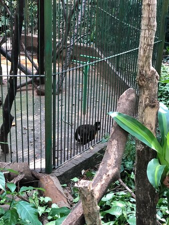 Bosque dos Jequitibás-坎皮纳斯必去景点