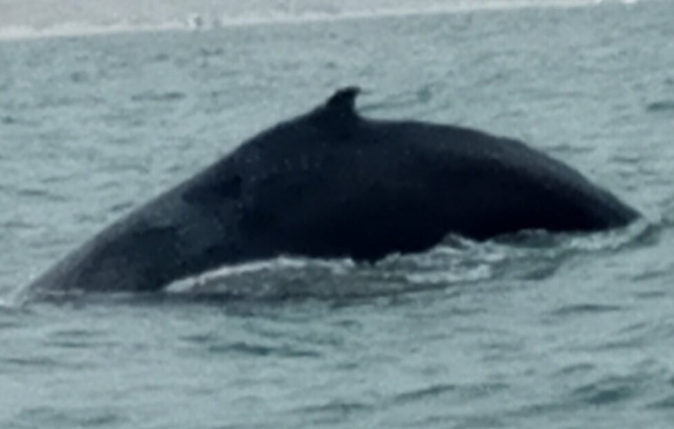 Oceanica Expeditions Peru景点图片