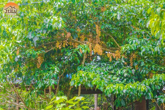 Hieu's  Cottage主图